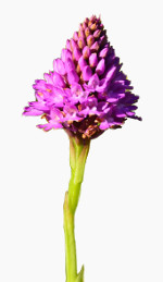 Pyrimidal Orchid